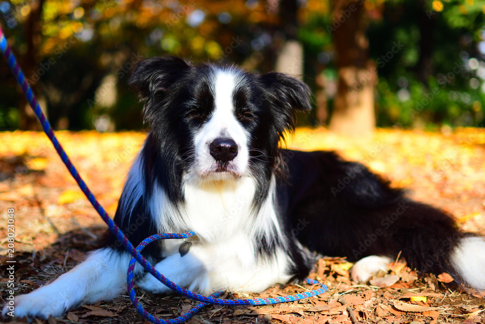 Border Collie indulging in thought Border Collie indulging in thought