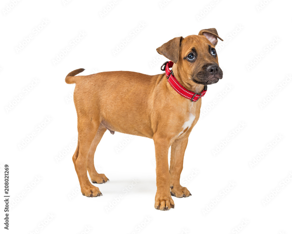 Terrier Puppy Dog Standing to Side on White
