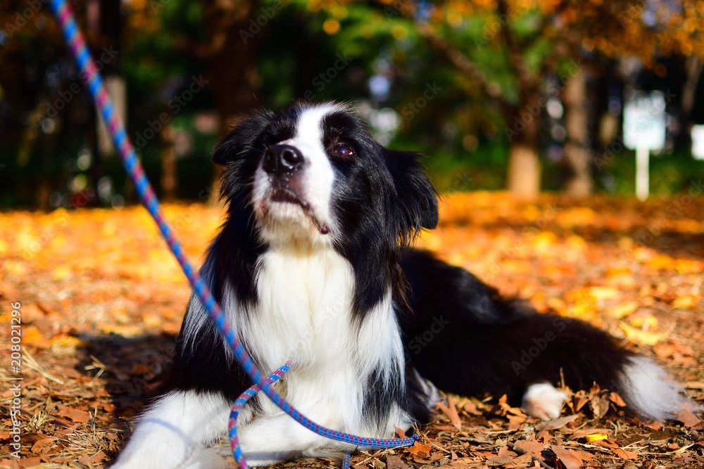 Border Collie indulging in thought Border Collie indulging in thought
