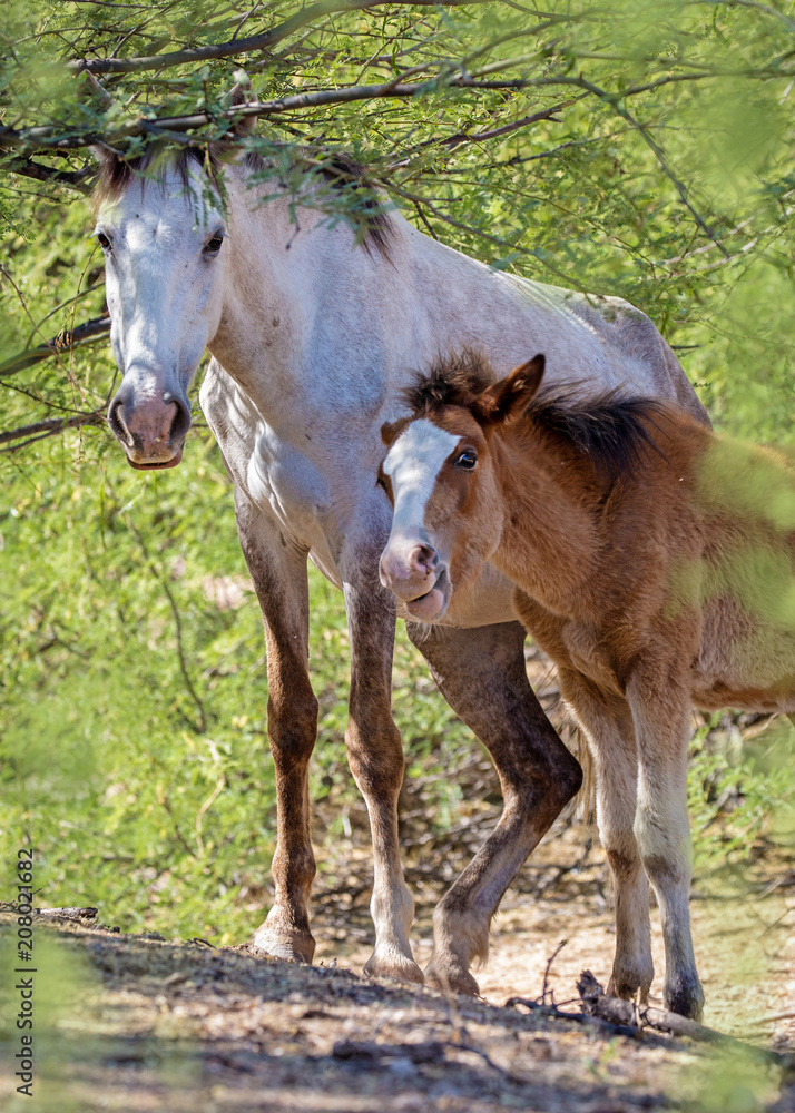 Wild Horse and Foal Together