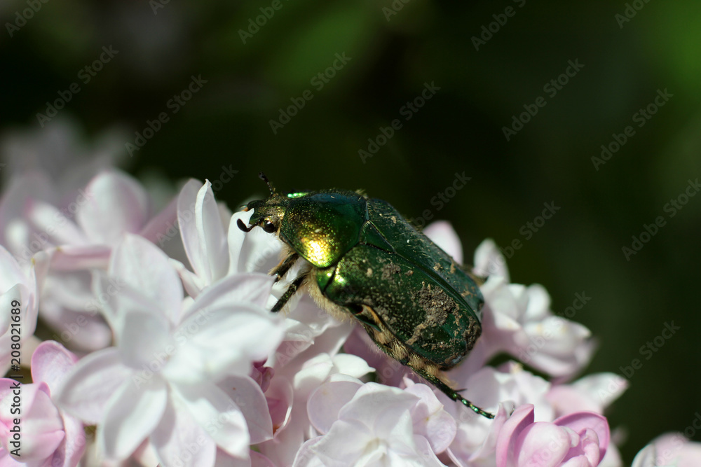 green beetle on the flowers of lilac green beetle on the flowers of lilac