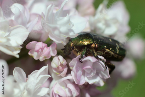 green beetle on the flowers of lilac