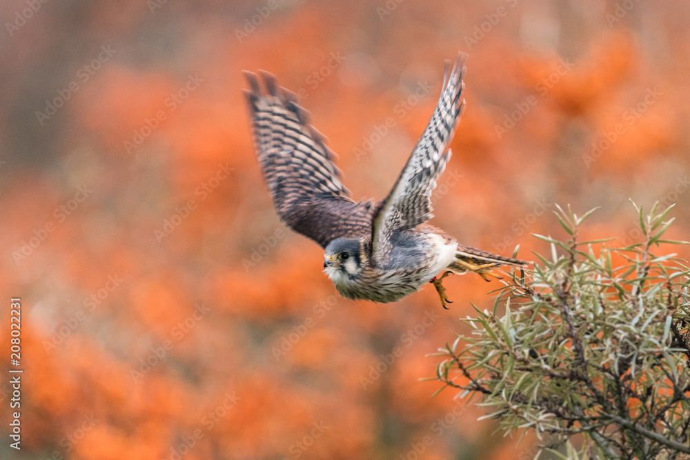 Obraz premium Common Kestrel (Falco tinnunculus) American