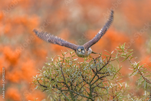 Common Kestrel  Falco tinnunculus  American