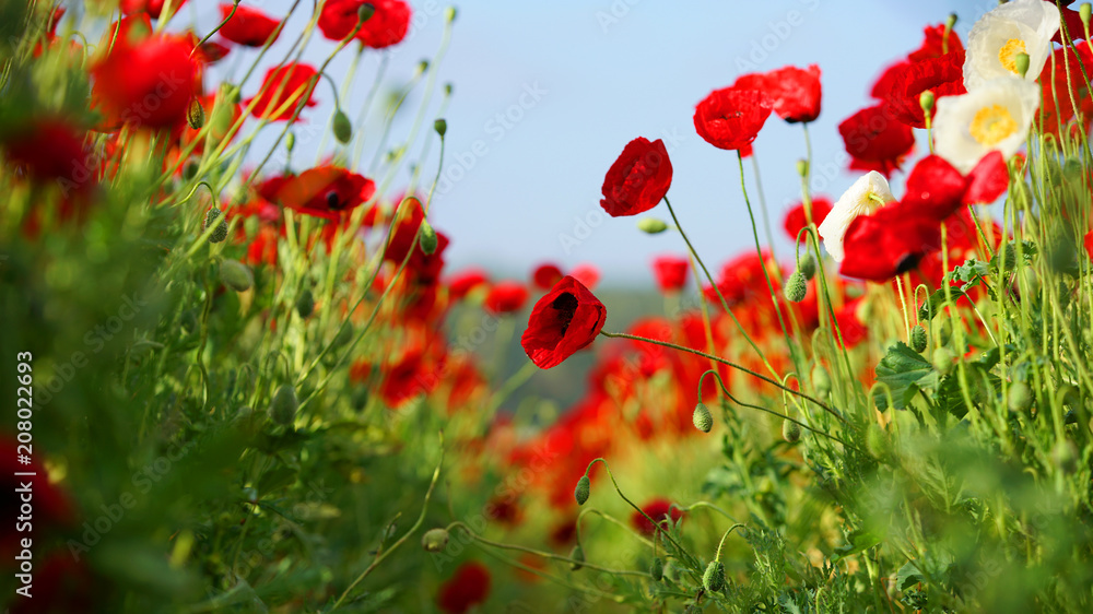 Fototapeta premium pole kwitnienia czerwonych maków