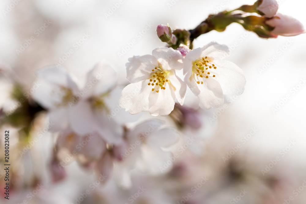 朝露に濡れたソメイヨシノの花 朝露に濡れたソメイヨシノの花