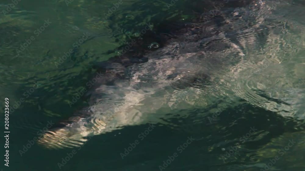 A medium shot of dolphins swimming under the water. Camera tracks the movement of the dolphin A medium shot of dolphins swimming under the water. Camera tracks the movement of the dolphin