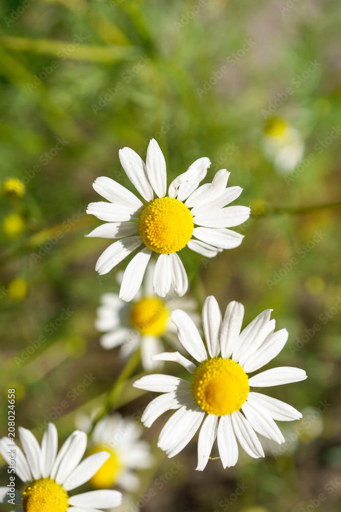 Chamomile in a sunny garden for healthy teas Chamomile in a sunny garden for healthy teas