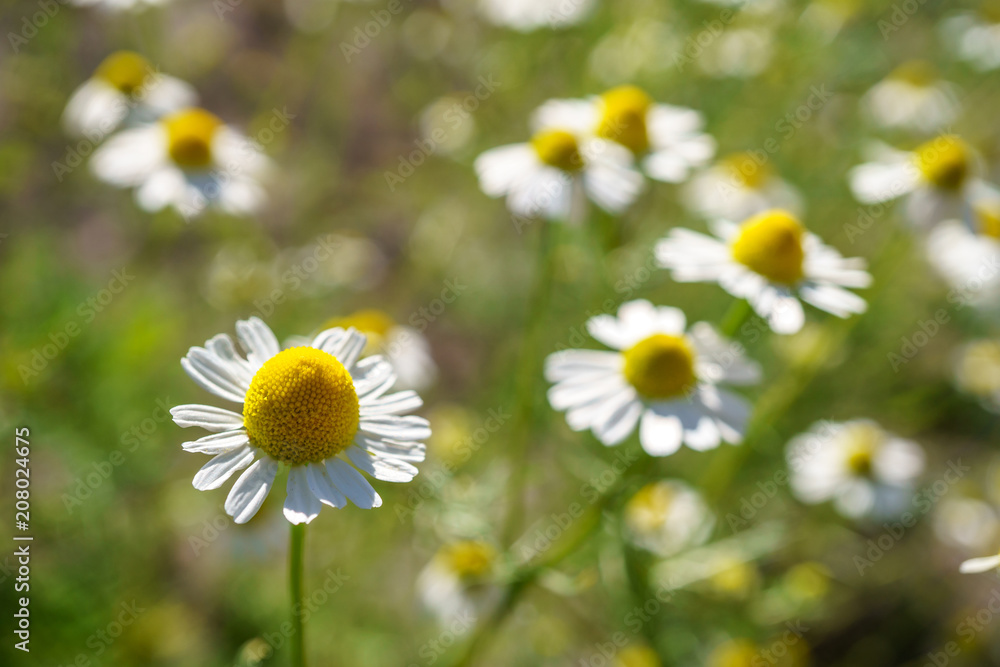 Chamomile in a sunny garden for healthy teas