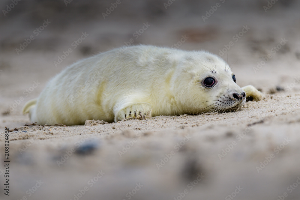 Atlantic Grey Seal Pup on Sandy Beach/Atlantic Grey Seal Pup/Atlantic Grey Seal Pup (Halichoerus Grypus) Atlantic Grey Seal Pup on Sandy Beach/Atlantic Grey Seal Pup/Atlantic Grey Seal Pup (Halichoerus Grypus)