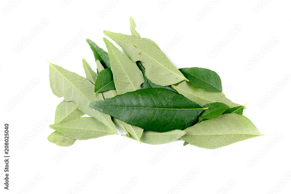 Obraz premium Fresh curry leaves isolated on white. Curry leaves used as cooking ingredients as well as health beneficial home remedies. 