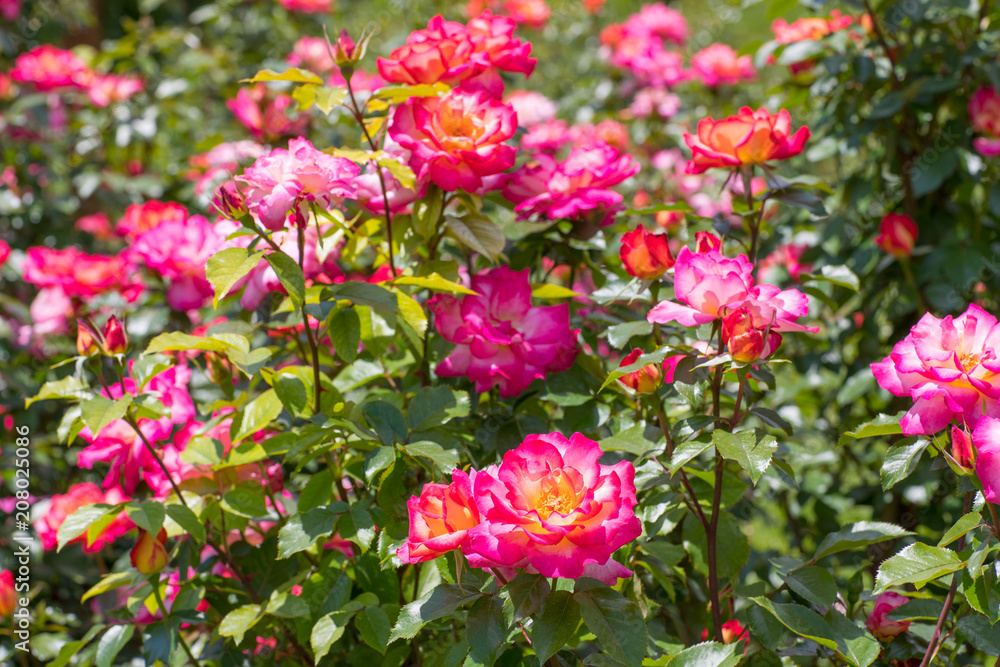 Beautiful colorful climbing roses in spring in the garden. Beautiful colorful climbing roses in spring in the garden.