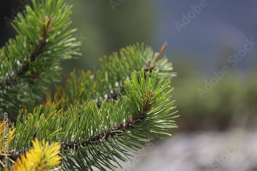 The Pine Leaves