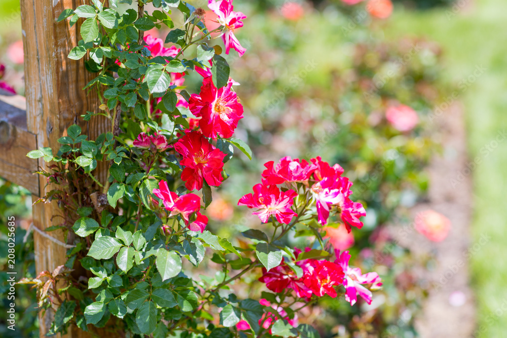 Beautiful colorful climbing roses in spring in the garden.