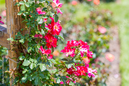 Fototapeta Naklejka Na Ścianę i Meble -  Beautiful colorful climbing roses in spring in the garden.