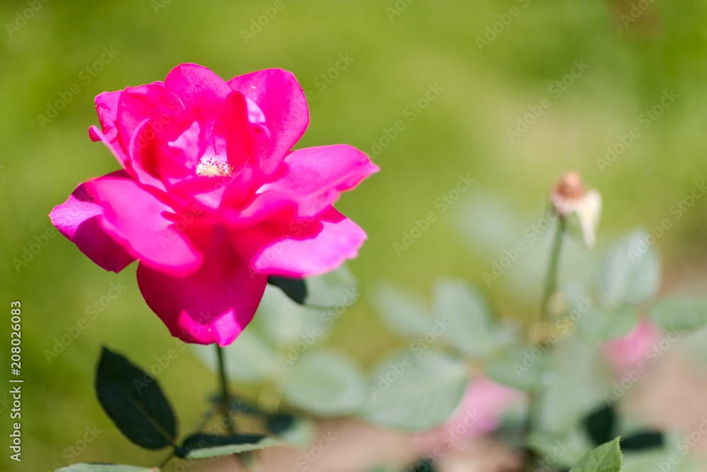Beautiful colorful climbing roses in spring in the garden. Beautiful colorful climbing roses in spring in the garden.