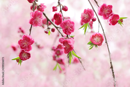 Magenta Cherry Flower