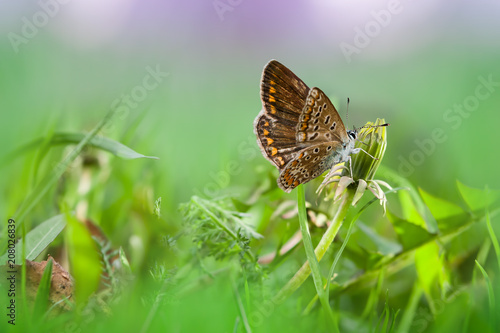Fototapeta Naklejka Na Ścianę i Meble -  Blooming yellow dandelions in green grass with butterflies, beautiful spring landscape
