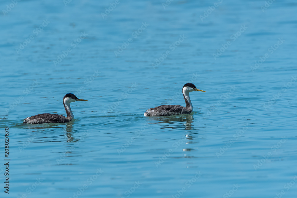 Western Grebe, birds swimming in California Western Grebe, birds swimming in California