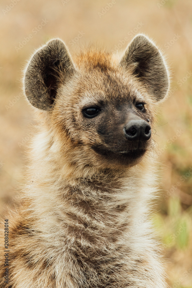 Hyena of Kenya Hyena of Kenya