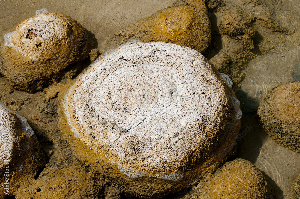 Lake Clifton Thrombolites - Western Australia Lake Clifton Thrombolites - Western Australia