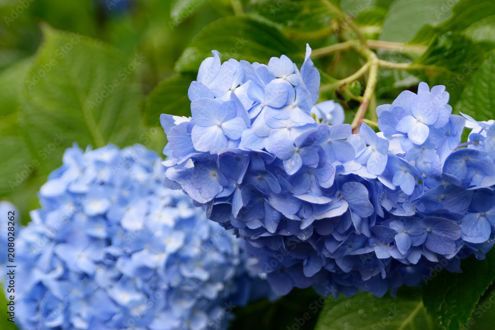 明月院の紫陽花 明月院の紫陽花