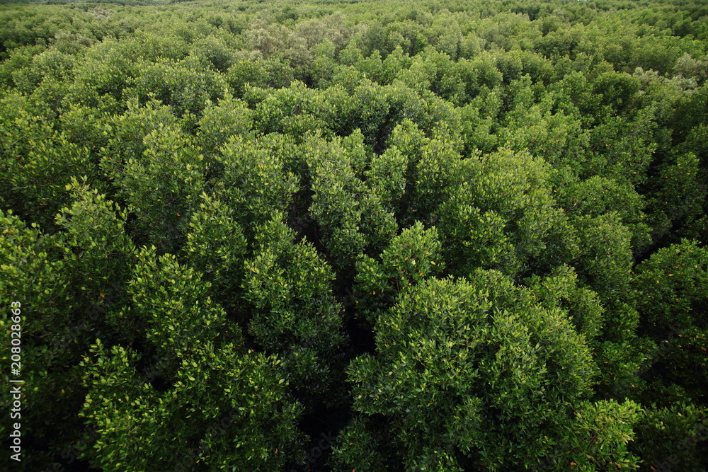 aerial view of dense mangrove swamp forest in southern Thailand. aerial view of dense mangrove swamp forest in southern Thailand.