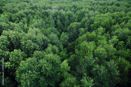 aerial view of dense mangrove swamp forest in southern Thailand.