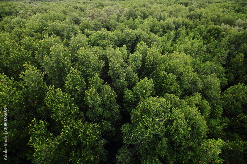 aerial view of dense mangrove swamp forest in southern Thailand.