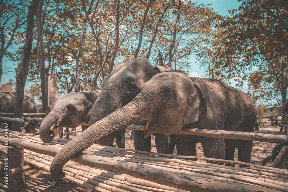 Fototapeta premium Elephants Sanctuary in Isan, Thailand