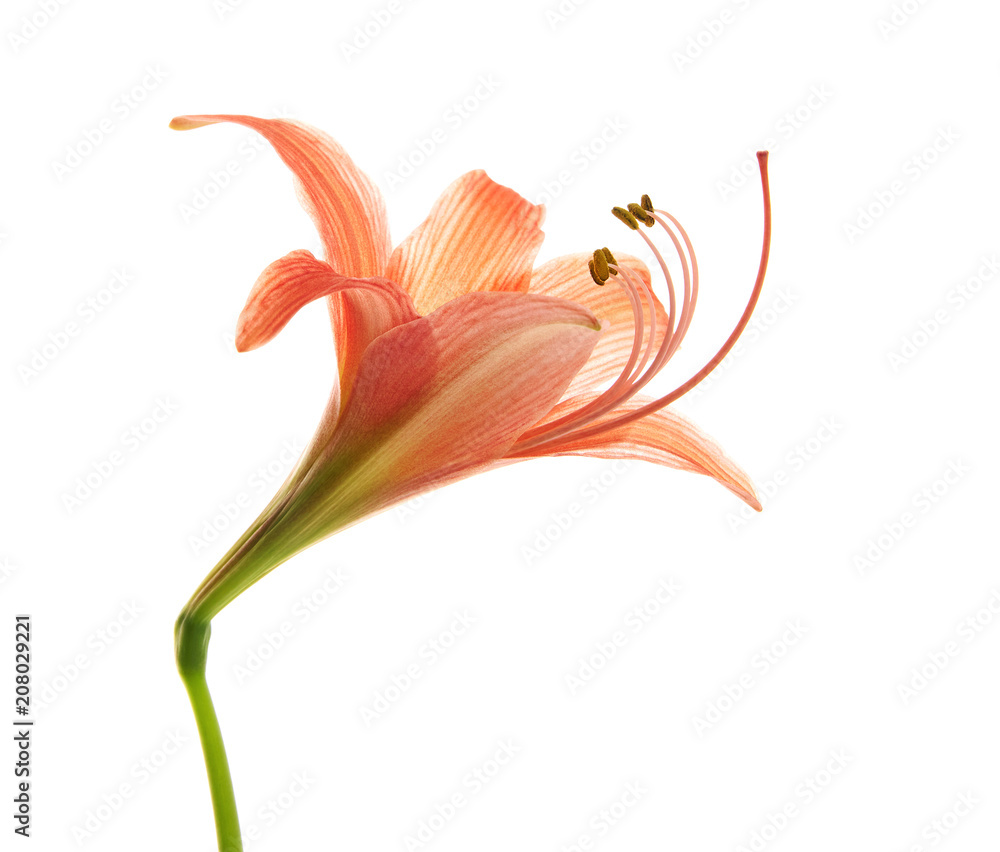 Hippeastrum or Amaryllis flower , Orange amaryllis flower isolated on white background, with clipping path