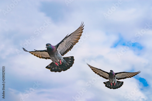 Flying wild pigeons, spring landscape
