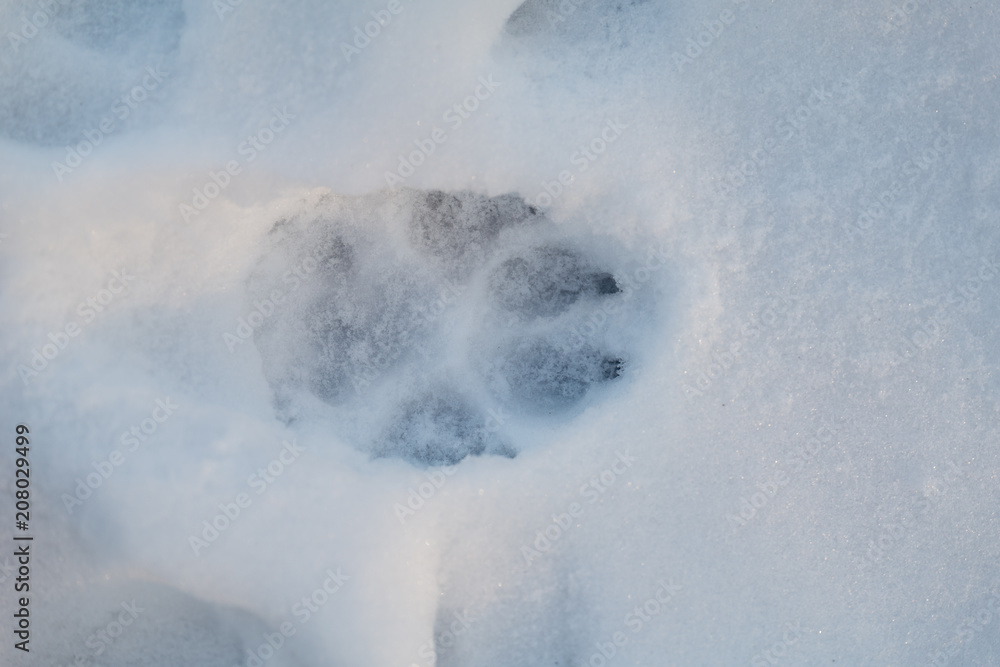 Footprint in snow Footprint in snow