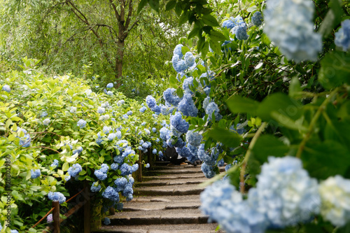 明月院の紫陽花