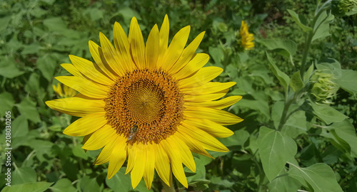 bright yellow sunflowers with a bee closeup view