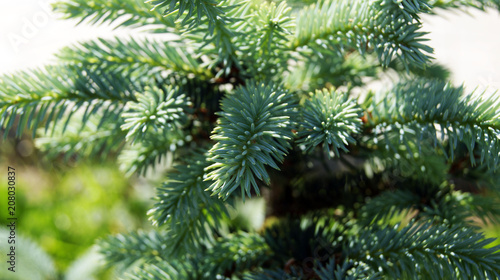 Blue spruce branches