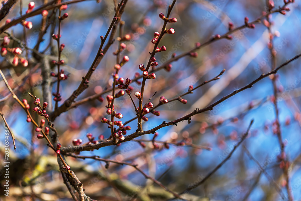 Blooming cherry branch. Close-up Blooming cherry branch. Close-up