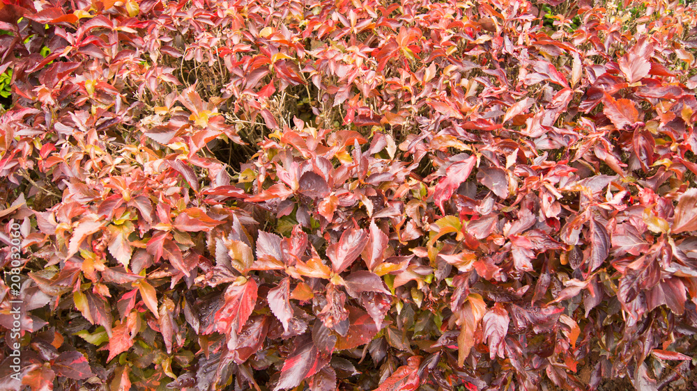 Leaf background and textures Leaf background and textures