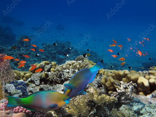Fototapeta Naklejka Na Ścianę i Meble -  Daisy parrotfish