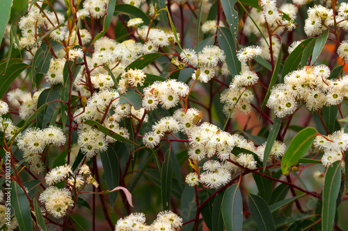Eucalyptus gum flowers blossoming during summer photo