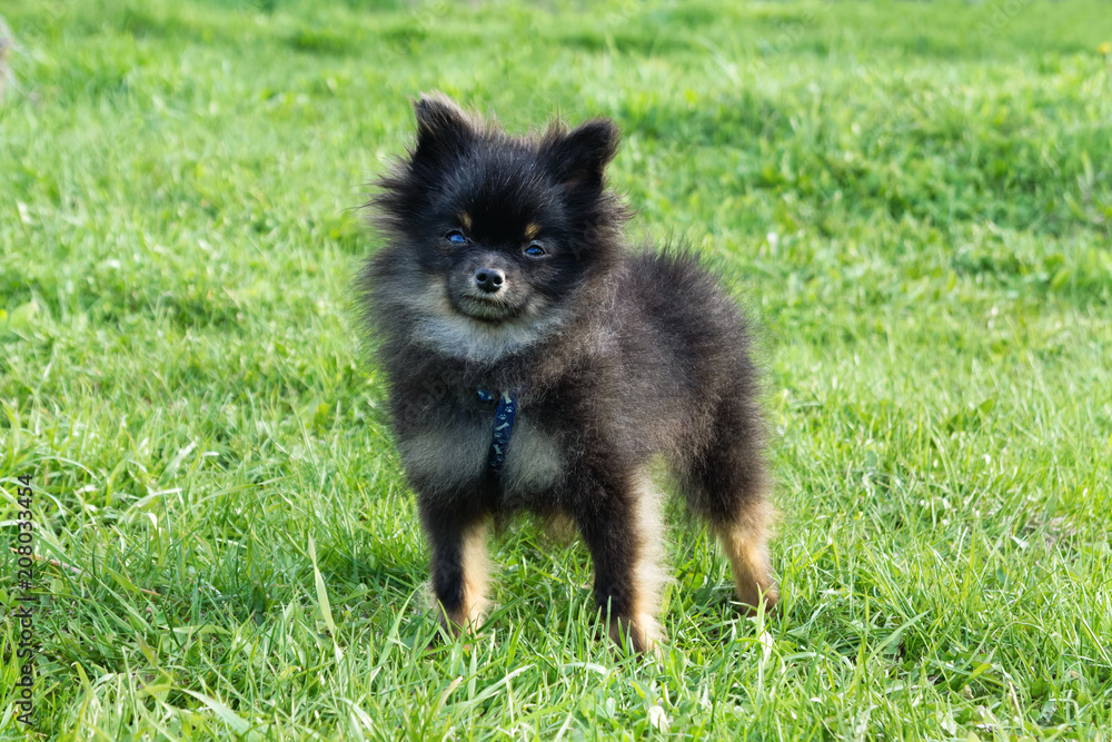 Small half-breed of Pomeranian Spitz is walking on a grass. Small half-breed of Pomeranian Spitz is walking on a grass.