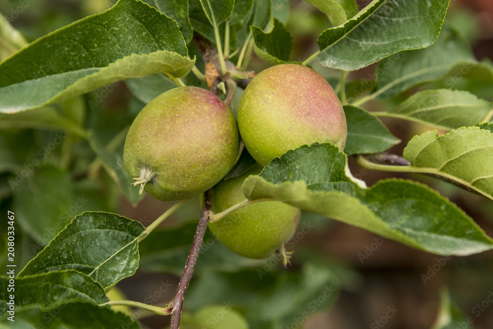 Apples in plantation Apples in plantation