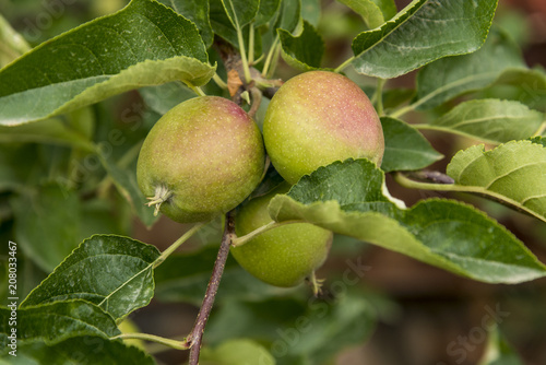 Apples in plantation