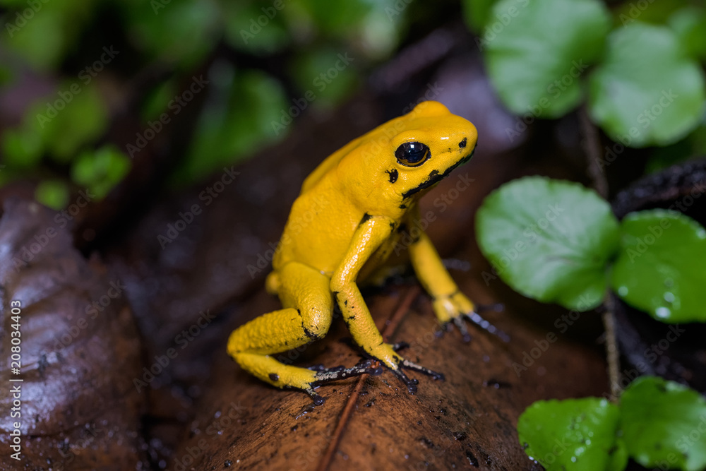 Naklejka premium Golden poison frog on the ground in the rainforest