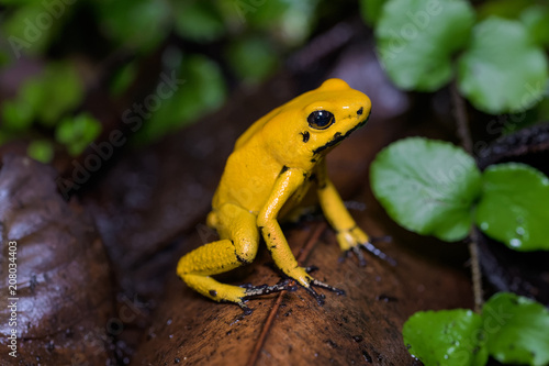 Golden poison frog on the ground in the rainforest