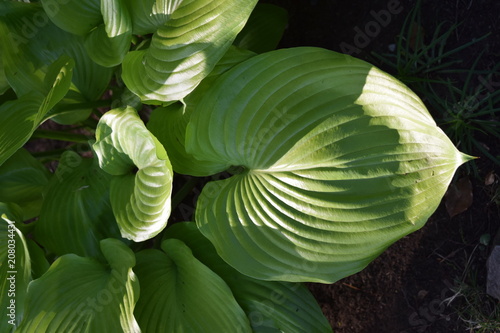 Leaves of Hosta (Plantain lily)