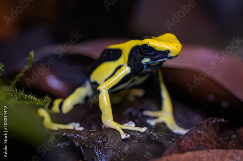 Dyeing poison dart frog on the ground in the rainforest