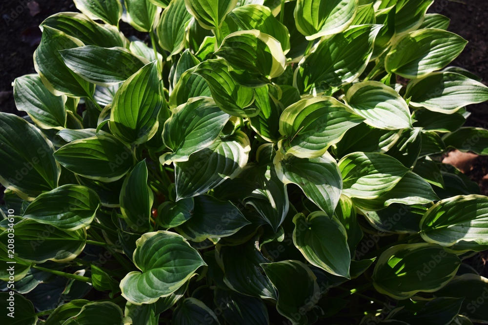 Leaves of Hosta (Plantain lily) Leaves of Hosta (Plantain lily)