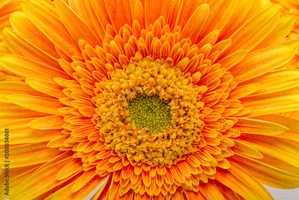 Subtle orange gerbera flowers on white background Subtle orange gerbera flowers on white background