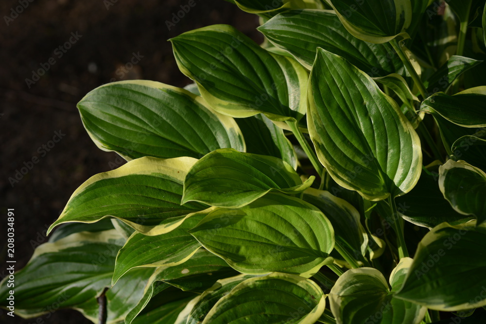 Leaves of Hosta (Plantain lily) Leaves of Hosta (Plantain lily)